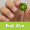 Kiwi Super Issai fruit size shown