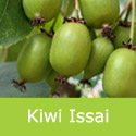Kiwi Super Issai Plant – Self-Fertile Hardy Kiwi Berry