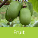 Kiwi Super Issai fruits on the vine