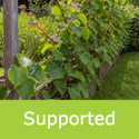 Kiwi Jenny supported on wires
