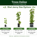 Compare Kiwi Jenny pot sizes