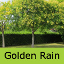 Koelreuteria Paniculata Pride Of India tree or Golden Rain tree mature shape