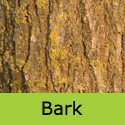 Koelreuteria Paniculata Pride Of India tree or Golden Rain tree bark