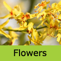 Koelreuteria Paniculata Pride Of India tree or Golden Rain tree flowers