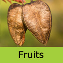 Koelreuteria Paniculata Pride Of India tree or Golden Rain tree mature fruits