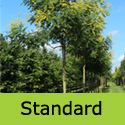 Koelreuteria Paniculata Pride Of India tree or Golden Rain tree standard shape