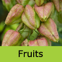 Koelreuteria Paniculata Pride Of India tree or Golden Rain tree mid season fruits