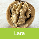 DELIVERED SEPTEMBER 2026 Lara Walnut Tree