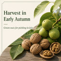 Lara Walnut harvest early autumn
