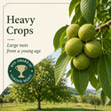 Lara Walnut has heavy crops