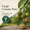 Lara Walnut large creamy nuts