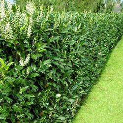 Laurel Hedging