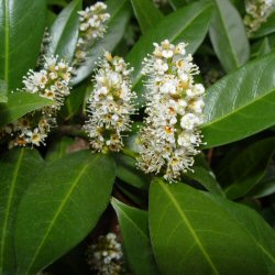 Cherry Laurel Hedge (Prunus laurocerasus) EVERGREEN + FAST GROWING + WINDBREAK + HARDY 10-30cm Trees / Shrubs**FREE UK MAINLAND DELIVERY + FREE 100% TREE WARRANTY**