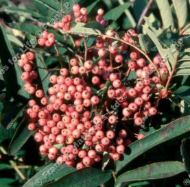 Leonard Messel (Sorbus Leonard Messel) SMALL + PINK FRUITS  **FREE UK MAINLAND DELIVERY + FREE 100% TREE WARRANTY**