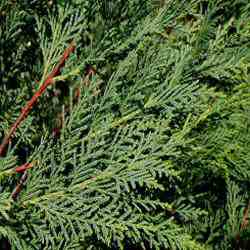 Leylandii Green hedging tree (Cupressus leylandii) 30-60cm Trees  **FREE UK MAINLAND DELIVERY + FREE 100% TREE WARRANTY**