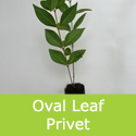 Oval Leaf Privet Hedging Ligustrum Ovalifolium