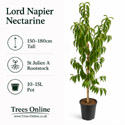 Lord Napier nectarine studio shot as supplied.