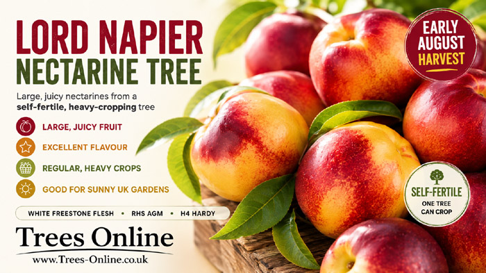 Lord Napier Nectarine main benefits