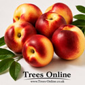 Lord Napier Nectarine Tree