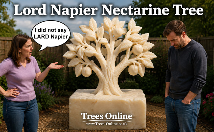 Lord Napier Nectarine Tree
