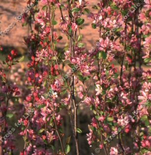 Louisa Crab Apple Tree Malus Louisa **FREE UK MAINLAND DELIVERY + FREE 100% TREE WARRANTY**