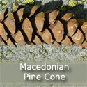 DELIVERED SEPTEMBER 2024 Macedonian Pine Tree (Pinus Peuce)  10-20cm Trees, FROST + WIND TOLERANT + ADAPTABLE + POOR SOILS + DISEASE RESISTANT **FREE UK MAINLAND DELIVERY + FREE 100% TREE WARRANTY**