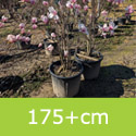Star wars magnolia multistem-bush
