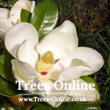 Magnolia Grandiflora Gallisoniensis Evergreen Magnolia Tree