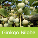 Maidenhair Tree Ginkgo Biloba Fruits