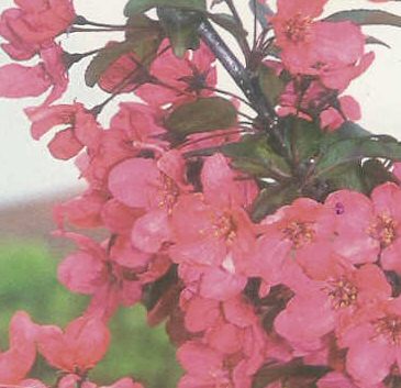 Mature Malus Prairie Fire Crab Apple Tree LARGE FRUIT + PURPLE FLOWERS **FREE UK MAINLAND DELIVERY + FREE 100% TREE WARRANTY**