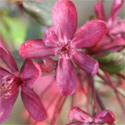 DELIVERED SEPTEMBER 2022 Royal Beauty Weeping Crab Apple Tree (Malus 'Royal Beauty') Supplied 1.25 - 1.75 m 12L Pot, 2-3 years old, CLAY TOLERANT + ATTRACTS WILDLIFE **FREE UK MAINLAND DELIVERY + FREE 100% TREE WARRANTY**
