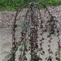 Malus Royal Beauty Weeping Crab Apple Tree, CLAY TOLERANT + ATTRACTS WILDLIFE **FREE UK MAINLAND DELIVERY + FREE 100% TREE WARRANTY**