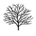 Malus Transitoria, Transitoria Crab Apple Tree **FREE UK MAINLAND DELIVERY + FREE 100% TREE WARRANTY**