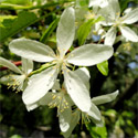 Malus Transitoria, Transitoria Crab Apple Tree **FREE UK MAINLAND DELIVERY + FREE 100% TREE WARRANTY**