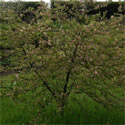 Malus Transitoria, Transitoria Crab Apple Tree **FREE UK MAINLAND DELIVERY + FREE 100% TREE WARRANTY**