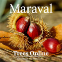 Maraval Chestnut Tree