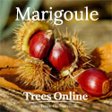 Marigoule Chestnut Tree