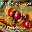 Marron de Lyon Chestnut Tree