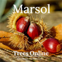 Marsol Chestnut Tree