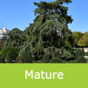 DELIVERED SEPTEMBER 2024 Deodar Cedar, Cedrus Deodara 20-60cm Trees, **FREE UK MAINLAND DELIVERY + FREE 100% TREE WARRANTY**