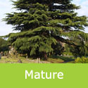 DELIVERED SEPTEMBER 2024 Deodar Cedar, Cedrus Deodara 20-60cm Trees, **FREE UK MAINLAND DELIVERY + FREE 100% TREE WARRANTY**