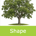 Chandler Walnut approximate mature tree shape and size