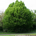 Bare Root Carpinus Betulus Common Hornbeam shape