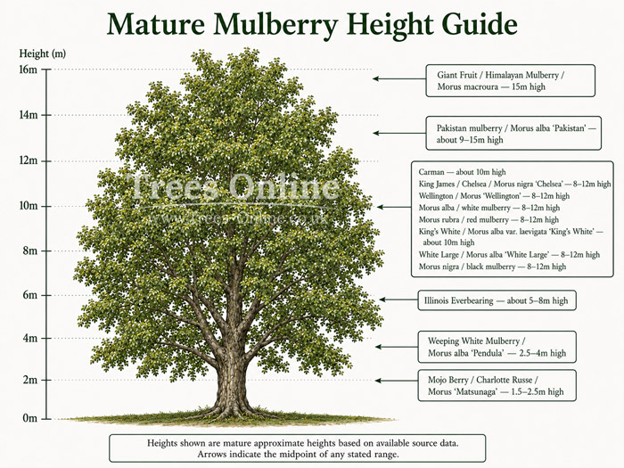 Mature mulberry height guide comparing the eventual size of mulberry trees