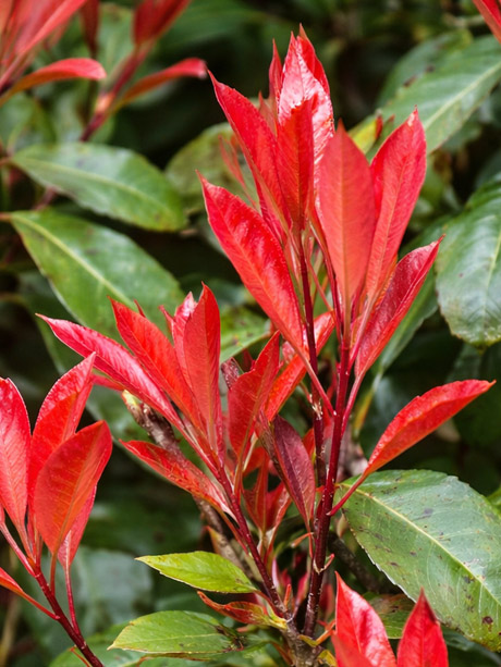 Photinia Red Robin red new growth evergreen screening tree