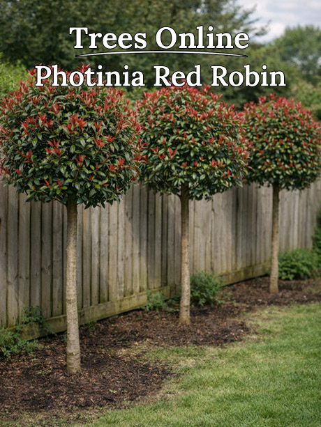 Photinia Red Robin evergreen screening tree by fence