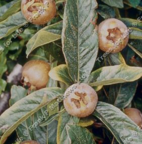 DELIVERED SEPTEMBER 2024 Royal Medlar Tree Mespilus Germanica Royal 2-4 years Old **FREE UK MAINLAND DELIVERY + FREE 100% TREE WARRANTY**