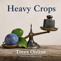 Merryweather damson tree heavy crops