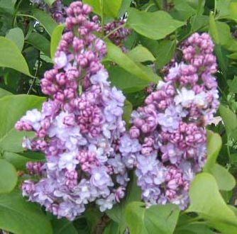 Michel Buchner Syringa vulgaris Michel Buchner **FREE UK MAINLAND DELIVERY + FREE 100% TREE WARRANTY**