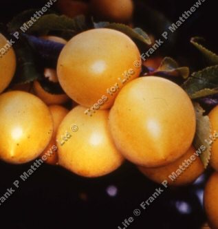 DELIVERED SEPTEMBER 2022 Golden Sphere Mirabelle or Cherry Plum Tree (Prunus insititia 'Golden Sphere') **FREE UK MAINLAND DELIVERY + FREE 100% TREE WARRANTY**